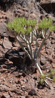 2022-04-GranCan-Agaete-Trekking_view-PM-NN-034.JPG